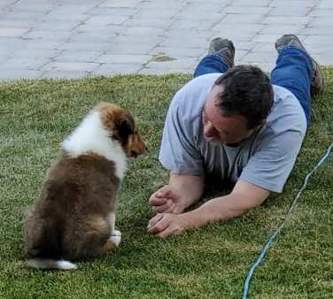 Image Scottish Farm Shepherd Puppy